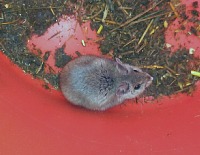 Za Sněhurkou létají ptáci, chodí myšky...