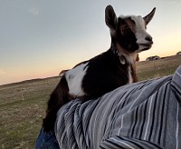 Enya je silný a sebevědomý lump.