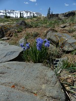 Medicine Bow national forest.