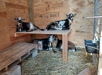 Goaties received another shed upgrade &mdash; bunks.