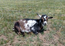 Mick is a leisurely, deliberate goat; I place great expectations on him as the future leader of the herd.
