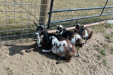 Twilight, Freddy and Bonnie.