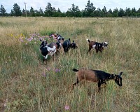Goaties have learned to trot out to the pasture on their own.