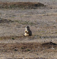 Prairie dogs are well fed for the winter.