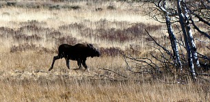 Na výletě jsme viděli mladého losa.