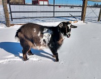 Kozenky sněhem moc nadšené nejsou (Mick).