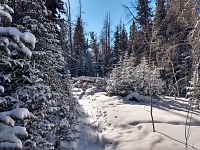 V lese alespoň nefouká a i v mrazu je tam nádherně.