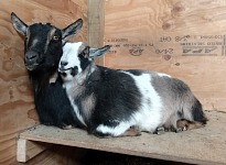 Raději se povalují doma v chlívku.