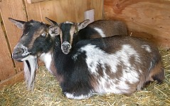 ...kozy by to toho počasí nevyhnal.