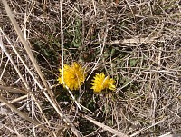 Jako první na prérii vykvetly pampelišky.