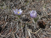 I ve dvou a půl tisících už vylezly koniklece.