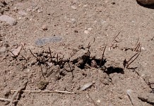 A začali se líhnout první trifidi.