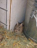 V chlívku máme squatera.