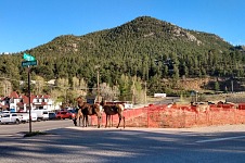 Divá zvěř opustila národní park a vydala se za kulturou do města.