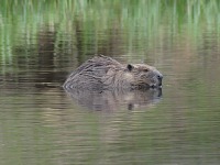 Účet za safari čekáme...