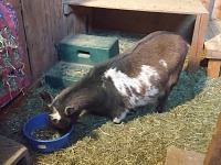 Večernice si musela k jídlu lehat. Večernice si musela k jídlu lehat.