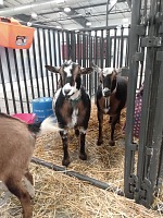 Mick a Freddy se bojí a nechtějí se družit. Mick a Freddy se bojí a nechtějí se družit.