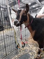 Bonnie se chopila vodítka - zřejmě už chce domů. Bonnie se chopila vodítka - zřejmě už chce domů.