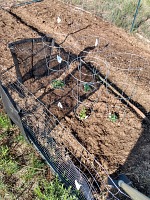 Rajčatům je letos zima. Rajčatům je letos zima.