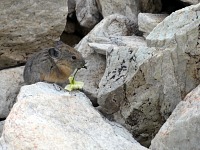 Pišťucha. Pišťucha.