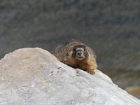 Svišť na Snowy Range. Svišť na Snowy Range.