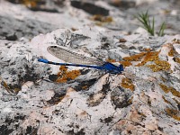 Vážka u Ohnuté skály. Vážka u Ohnuté skály.