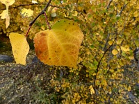 Nějak mi letos přišel ten podzim krátký.