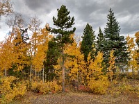 Žlutá a zelená a červená.