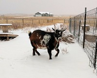 Kozenky nejsou ze sněhu zdaleka tak nadšené jako já.