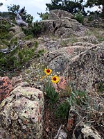 V těchto výškách musí být kytičky velmi odolné.