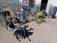 Všechna moje zvěř - pět slepiček a devět kozenek.