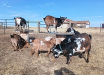 Začátkem ledna bylo stále teplé počasí - a kozenky si mohly pochutnávat na podzimním listí.