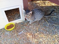 Uprostřed zimního nadělení se u nás objevilo vyhladovělé kotě.