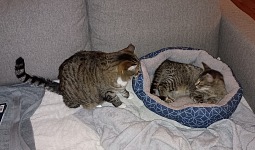 Kotě se uchýlilo před zimou na náš gauč - ve funkci třetí VENKOVNÍ kočky.