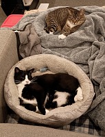 Takhle to dopadlo s naší žádostí o venkovní kočky...