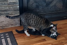 Hugo a Guido se občas kočkují. Hugo a Guido se občas kočkují.