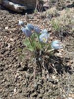 Na kopci kvetly krokusy.