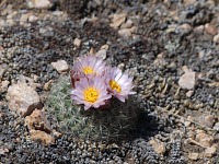 Na kopci taky kvetly kaktusy.