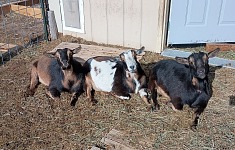 Lékorčina větev sychronizovaně odpočívá.