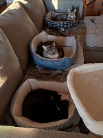 Naše tři "venkovní" kočky.