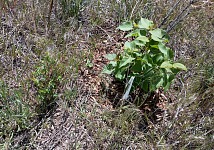 Pokoutní růže z šípku.