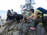 Fløyen: ty jsi mi ale krásná kozenka.