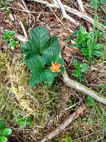 Fløyen: nezralá cloudberry neboli moruška.
