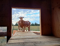 Nový chlívek má spoustu vychytávek, jako třeba rampu skrz okno.