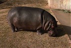 Hippo