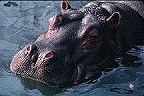 Hippo