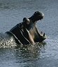 Hippo