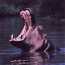 Hippo