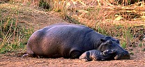 Hippo