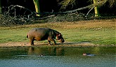 Hippo